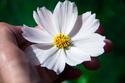Close-up of hand holding white flowering plant