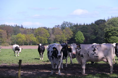 Cows standing in a field