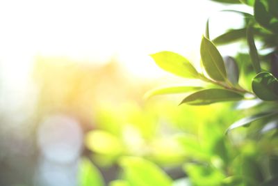 Close-up of plant against blurred background