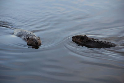 Birds swimming in water