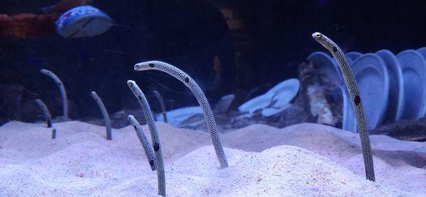 Sea worm at the bottom in aquarium