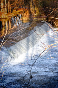 Scenic view of river in forest