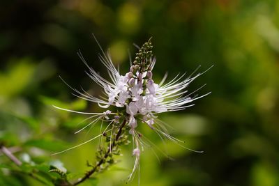 Close-up of honey bee on plant