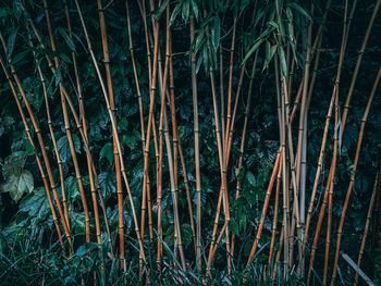 Full frame shot of bamboo trees in forest