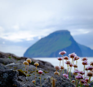 Close-up of flowers against mountain
