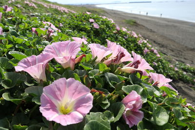 Close-up of pink flowering plants