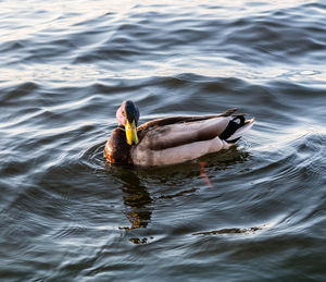 Duck swimming in lake