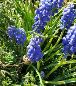 Close-up of purple flowers blooming in field