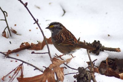 Close-up of bird perching outdoors