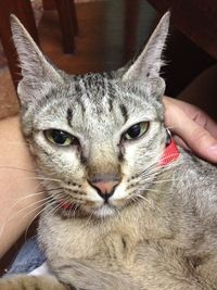 Close-up portrait of cat with hand