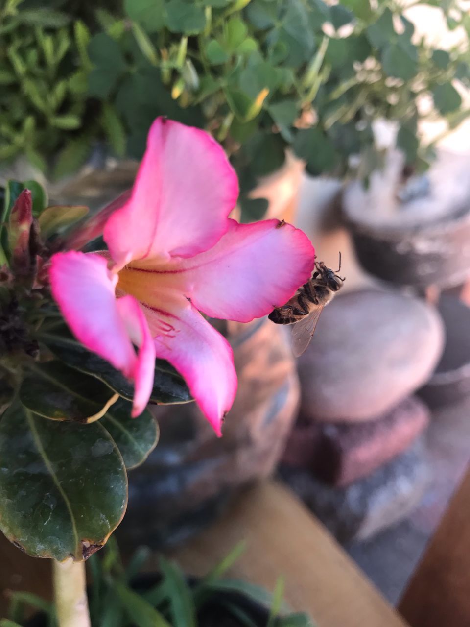 CLOSE-UP OF PINK POLLINATING FLOWER IN BLOOM