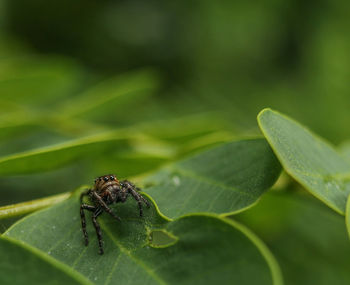 Close-up of insect on plant