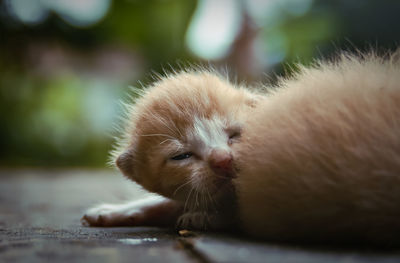 Close-up of a cat