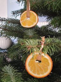 Close-up of christmas tree