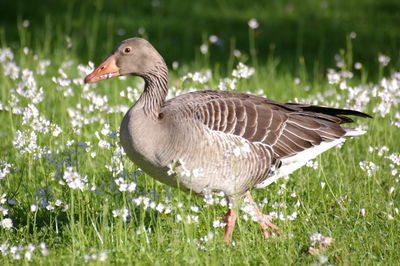 Duck on a field