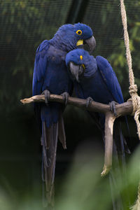 View of birds perching on branch