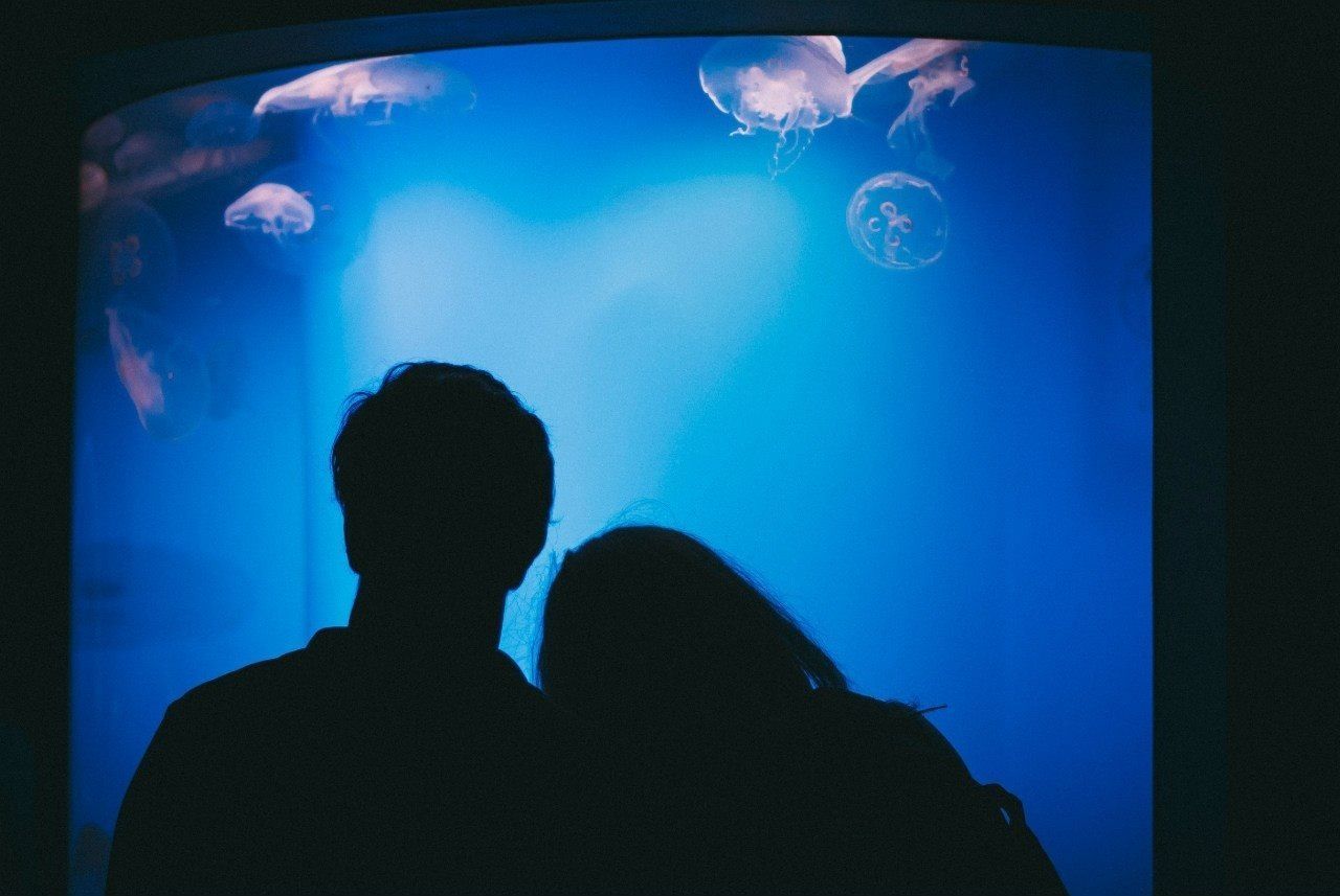 blue, lifestyles, leisure activity, underwater, indoors, men, transparent, swimming, auto post production filter, glass - material, silhouette, rear view, undersea, transfer print, aquarium, unrecognizable person, standing, full length