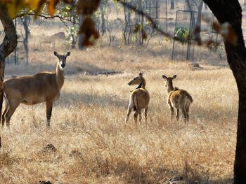 View of deer on field