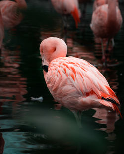 flamingo