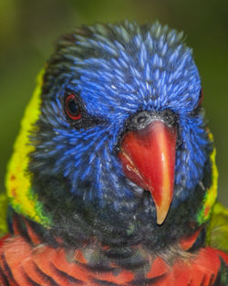 Close-up of parrot