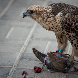 Close-up of pigeon perching on footpath