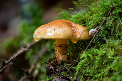 Young yellow sand boletus grow in green moss with autumn leaves
