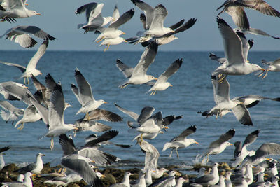 Seagulls flying over lake against sky