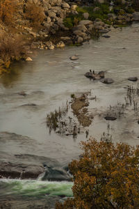 Scenic view of river by trees