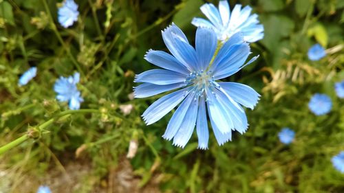 Close-up of blue flower