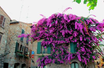 Low angle view of pink flowering plant against building