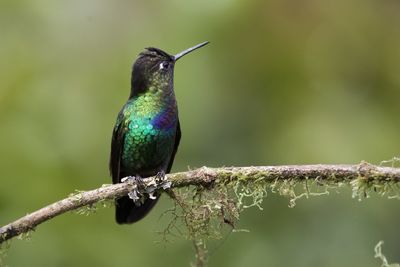 Close-up of bird perching on branch