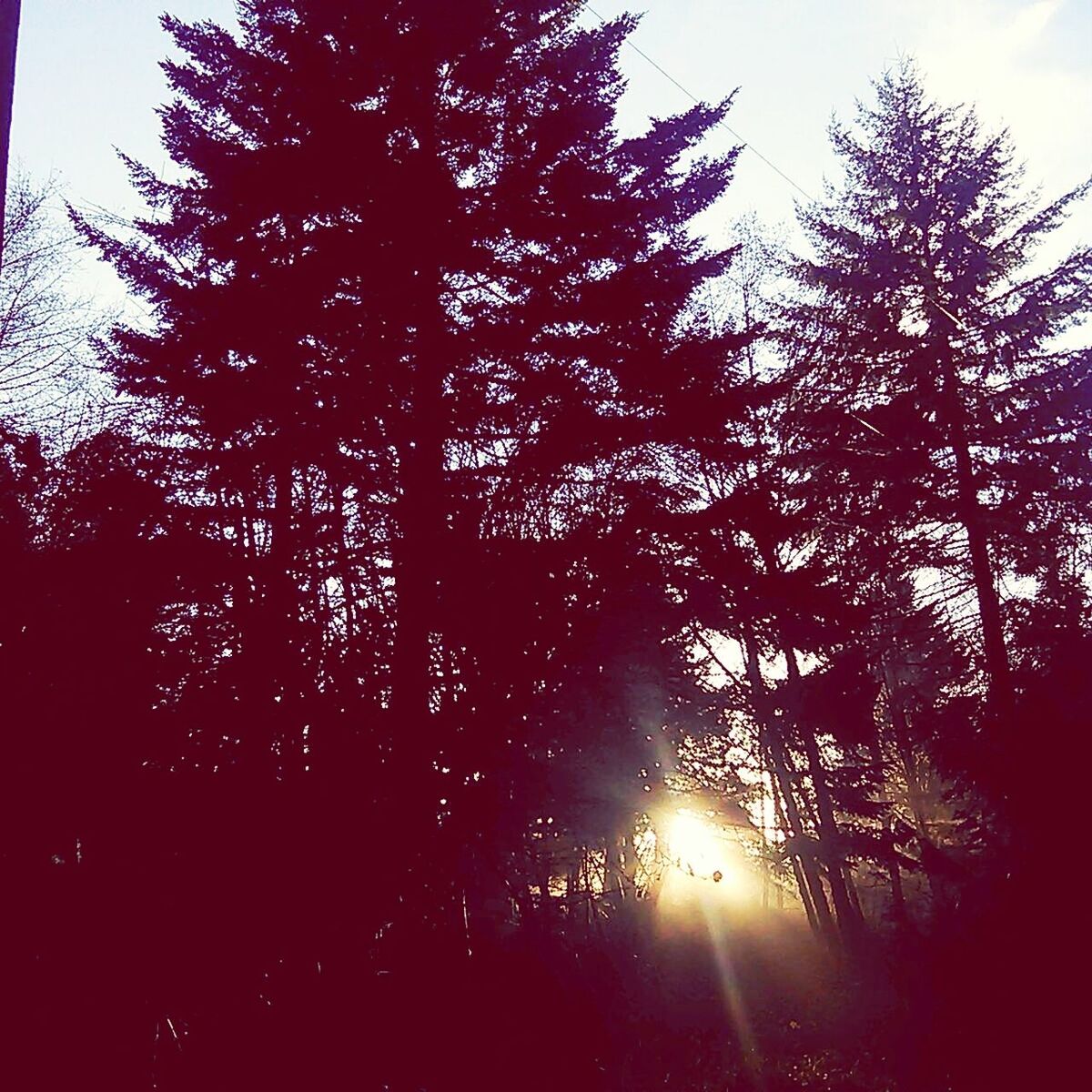 tree, low angle view, sun, silhouette, growth, tranquility, sunbeam, beauty in nature, nature, sunlight, sky, lens flare, back lit, branch, tranquil scene, scenics, clear sky, outdoors, sunset, no people