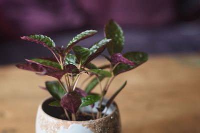 Close-up of potted plant