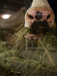 Cropped image of cow eating grass