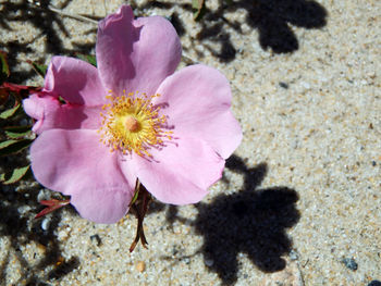 Close-up of pink flower blooming outdoors