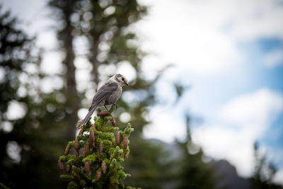 Low angle view of bird perching on plant