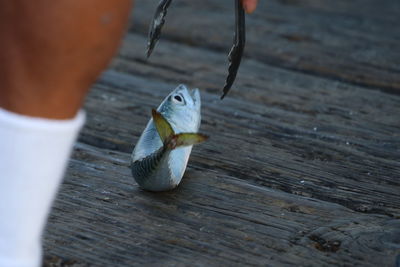 Close-up of hand holding bird