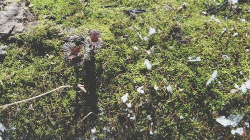 Plants growing on field