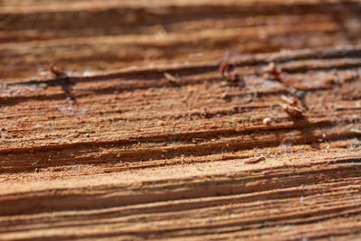 Close-up of insect on wood