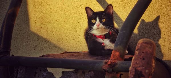 Portrait of cat sitting on floor