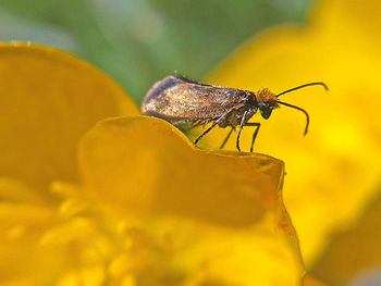 Close-up of insect on yellow flower