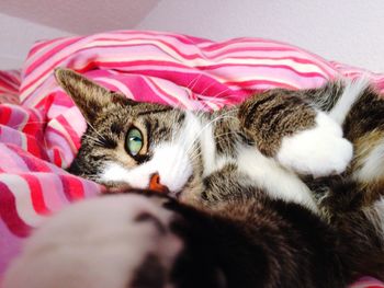 Close-up portrait of cat lying on bed at home