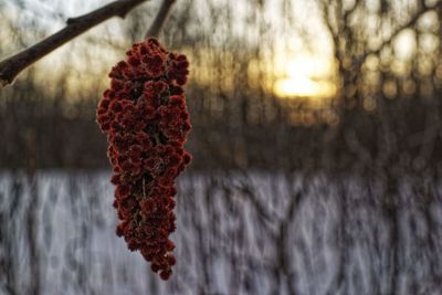 Close-up of snow on plant during winter