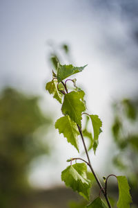 Close-up of plant leaves