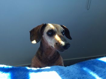 Close-up of dog looking away by bed at home