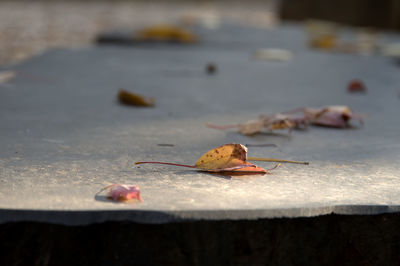 Close-up of dry autumn leaf
