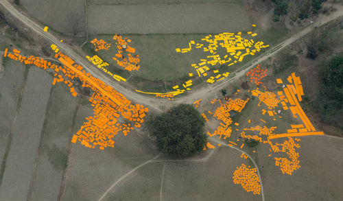 High angle view of yellow flowering plants by road