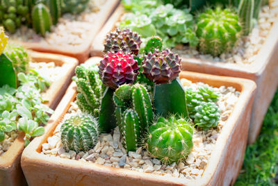 High angle view of succulent plant in pot