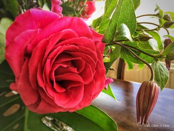 Close-up of red rose