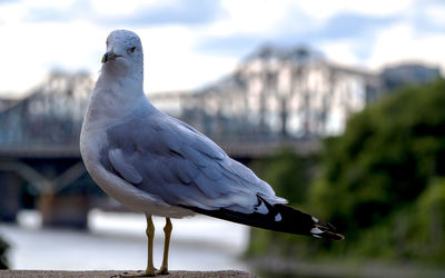 Close-up of seagull perching on railing